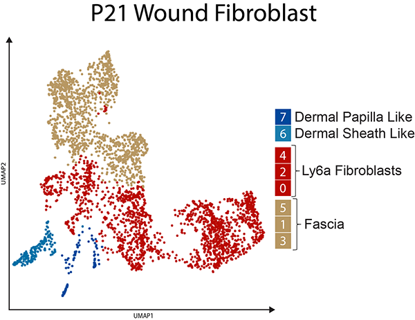 P21 Wound Unsorted Skin celltype UMAP
