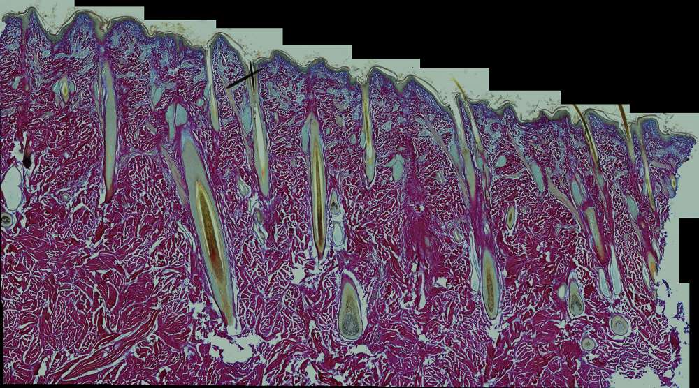 Cow Histology