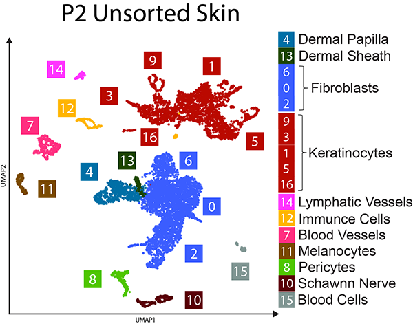 P2 Unsorted skin RNA celltype UMAP