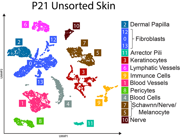 P21 Unsorted skin RNA celltype UMAP