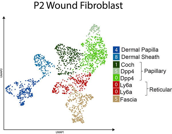 P2W Wound Unsorted Skin RNA celltype UMAP
