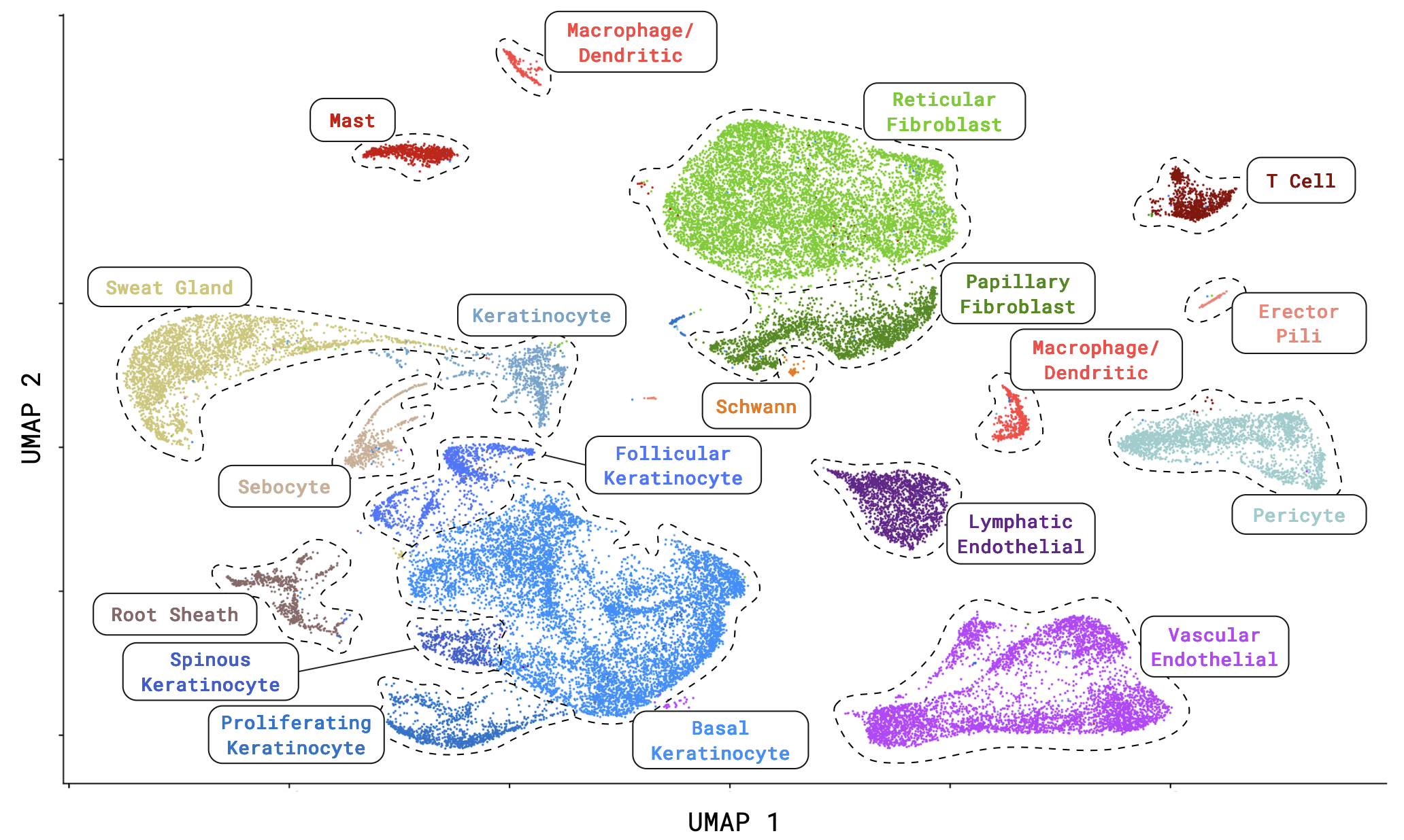 Cell type expression plot of Domestic Cattle Skin