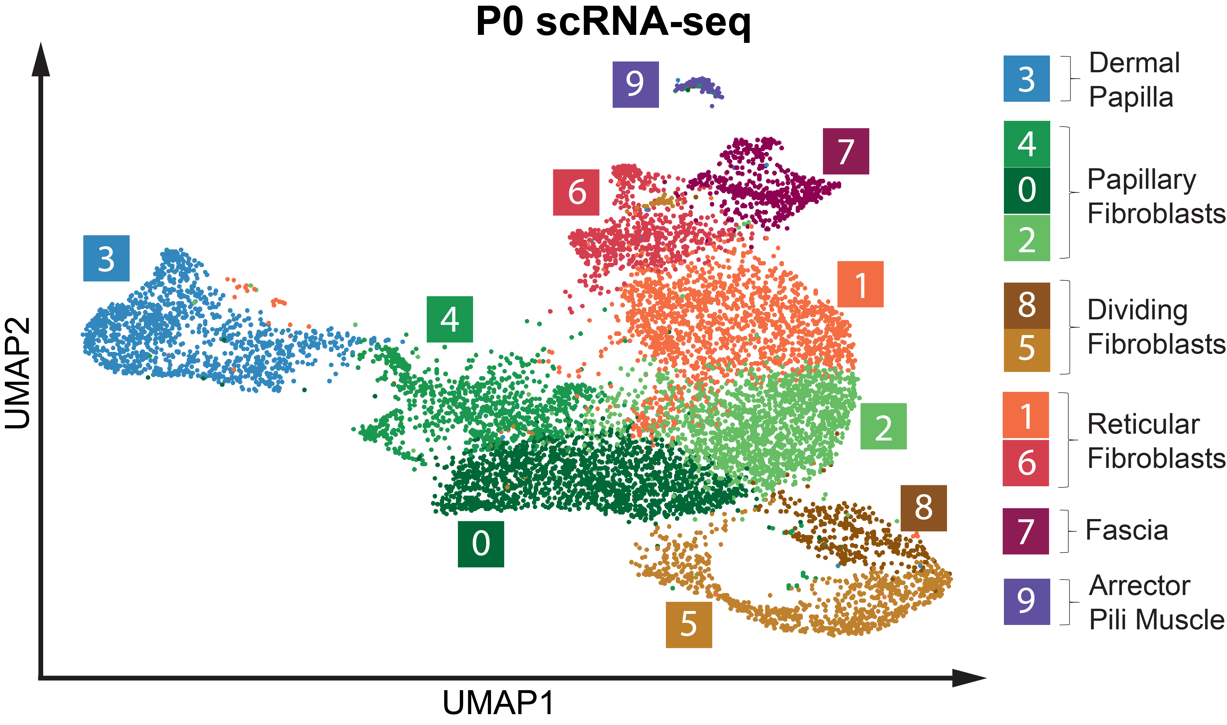 P0 sRNA-seq celltype UMAP