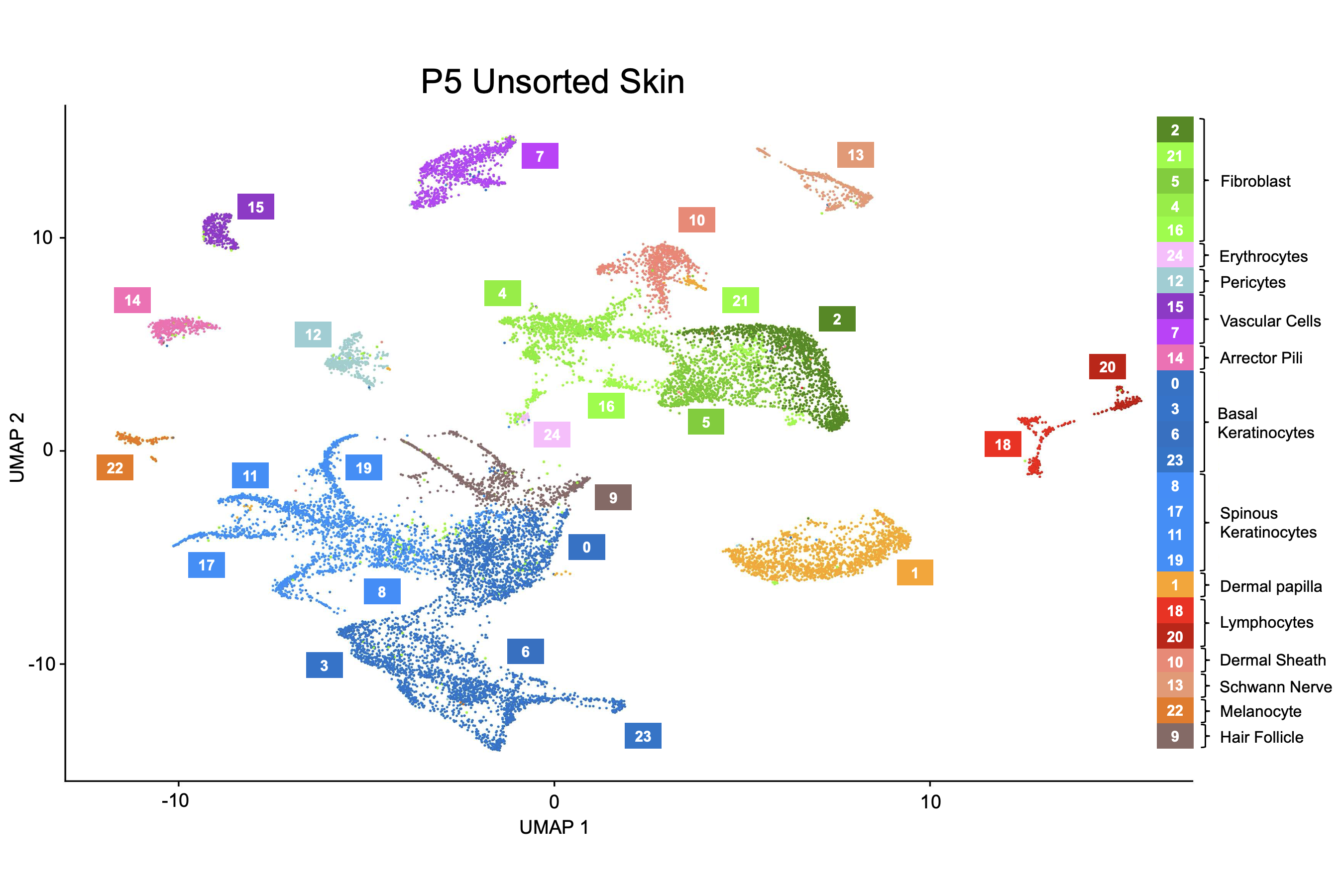 Cell type expression plot of P5 unsorted skin