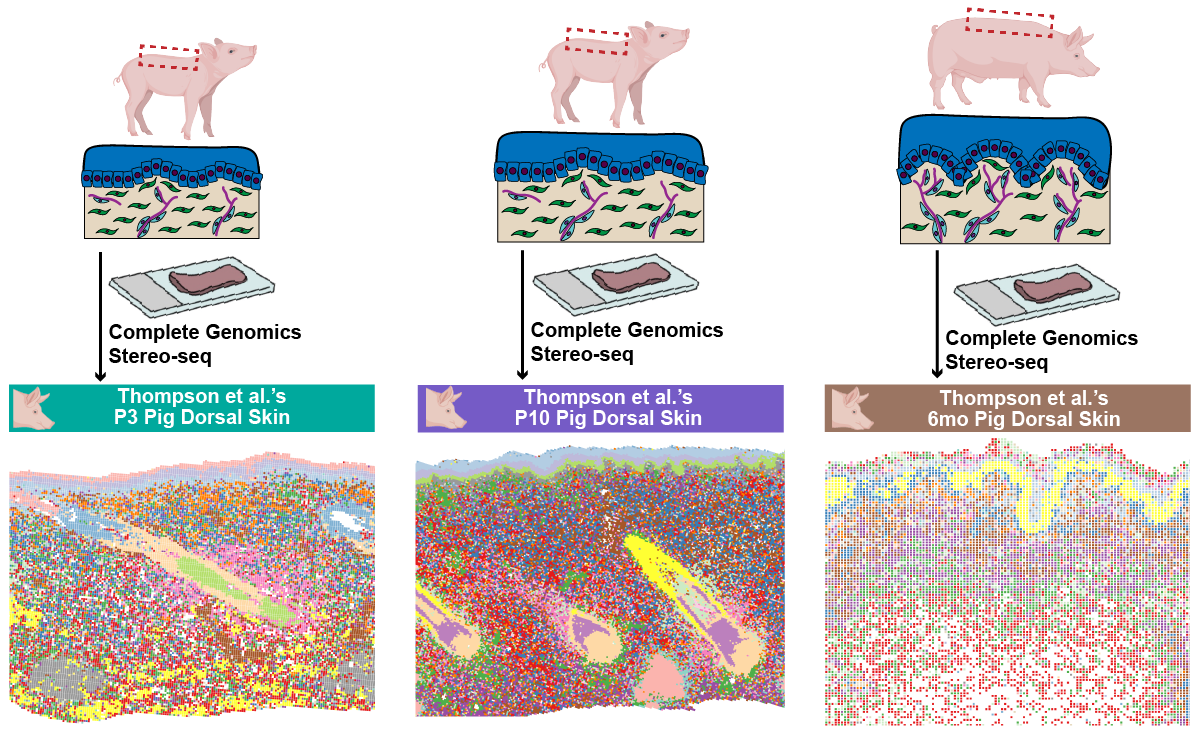 Thompson et al. 2025 Stereo-seq Webtool Landing Page Thumbnail