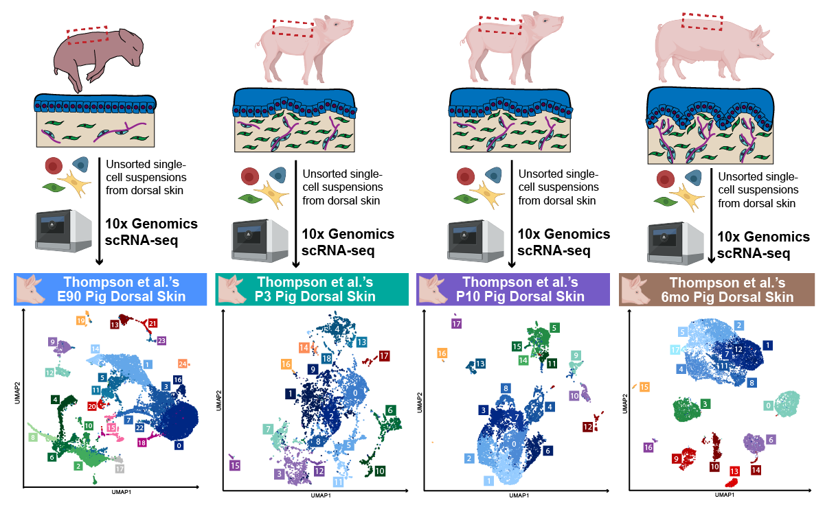 Thompson et al. 2025 scRNA-seq Webtool Landing Page Thumbnail