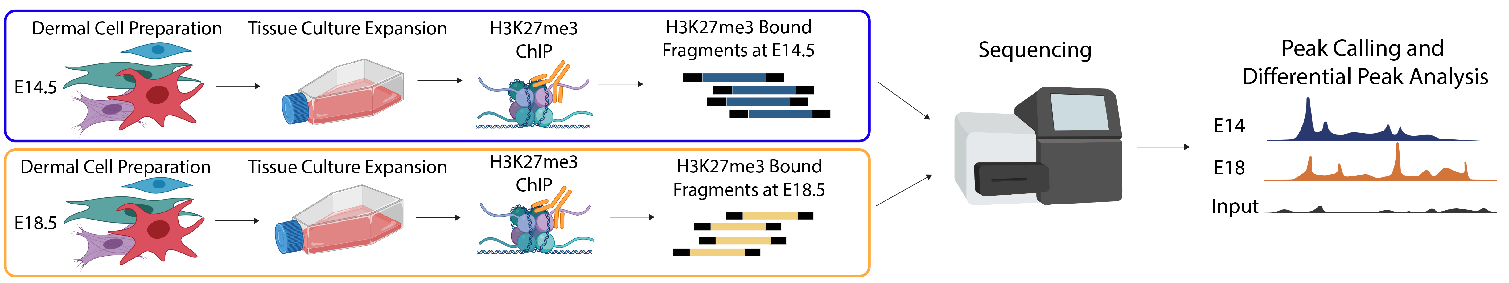 ChIP-seq process