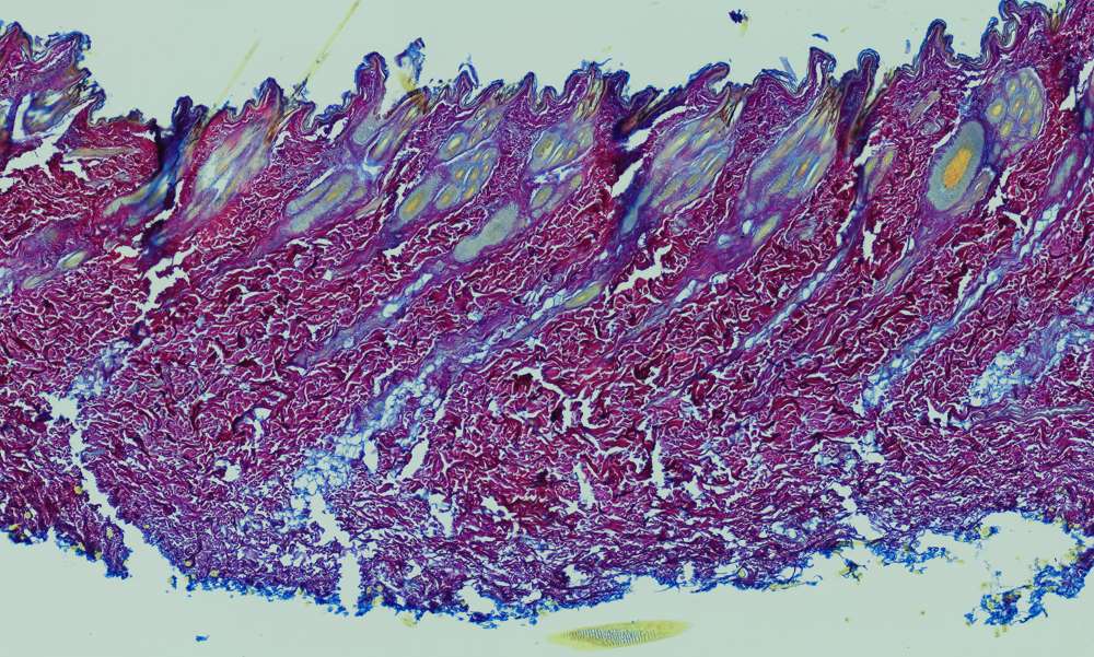 Afican Spiny Mouse Histology