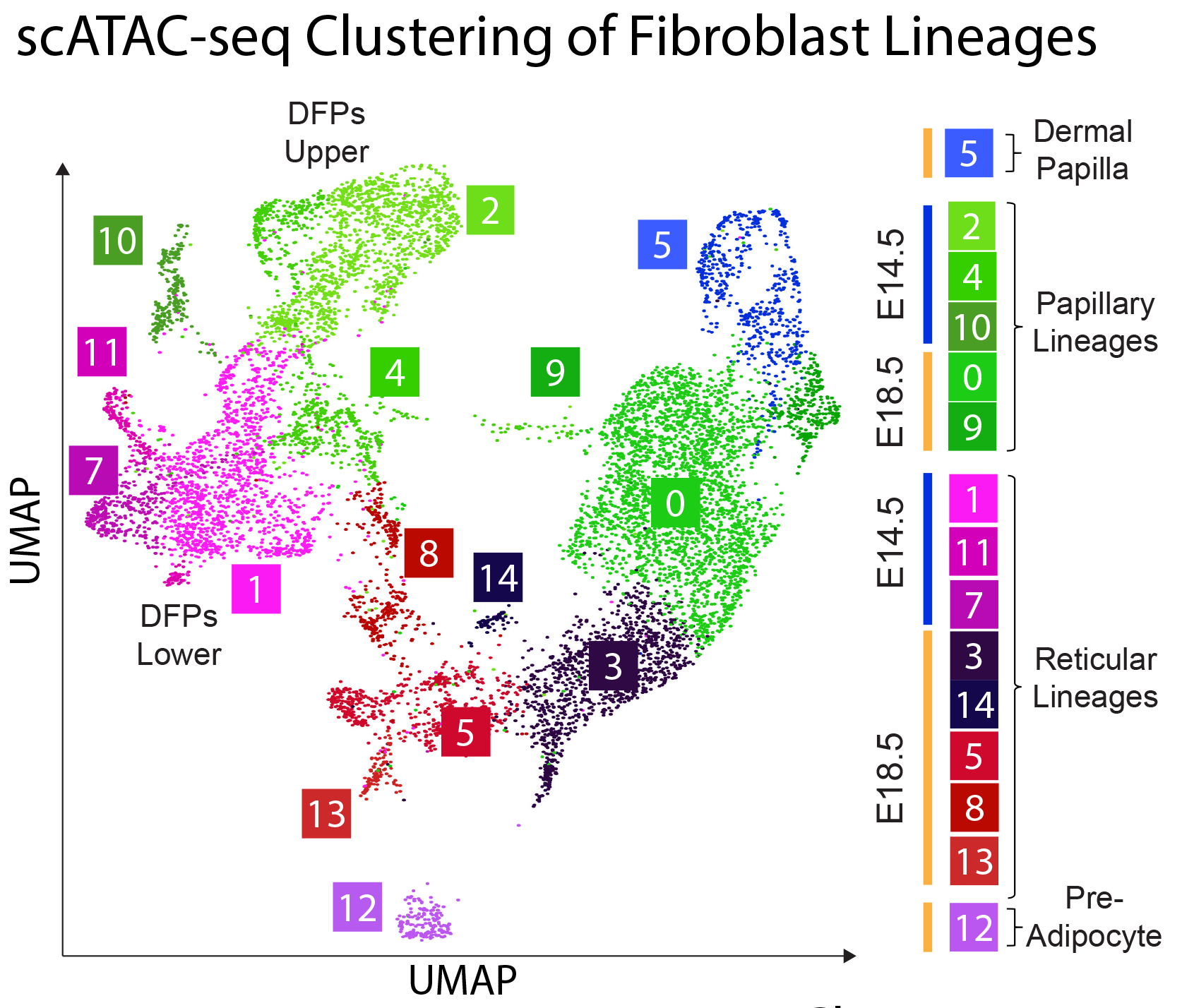 scATAC-seq Clustering of Fibroblast Lineages