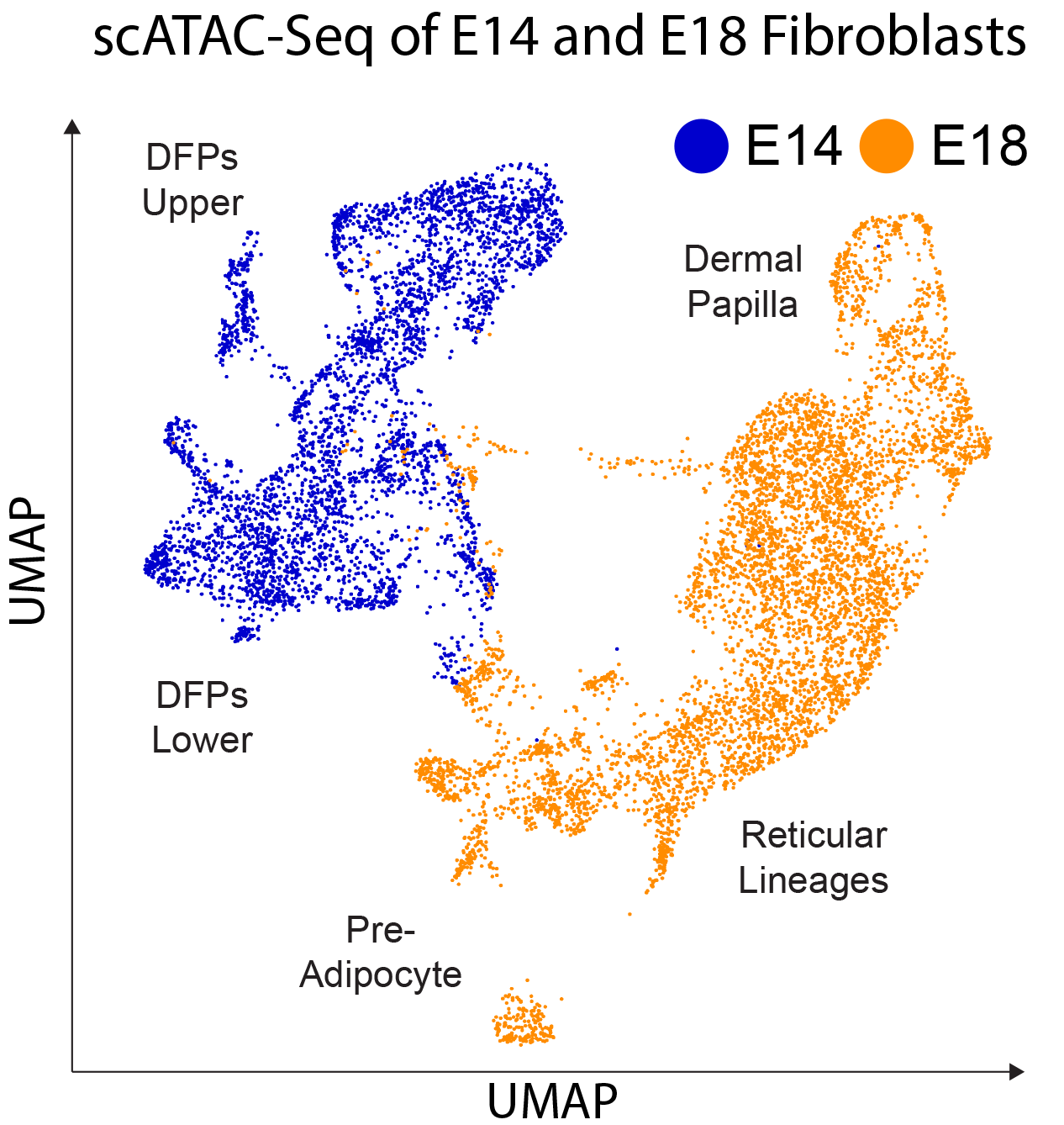 scATAC-seq of E14 and E18 Fibroblasts