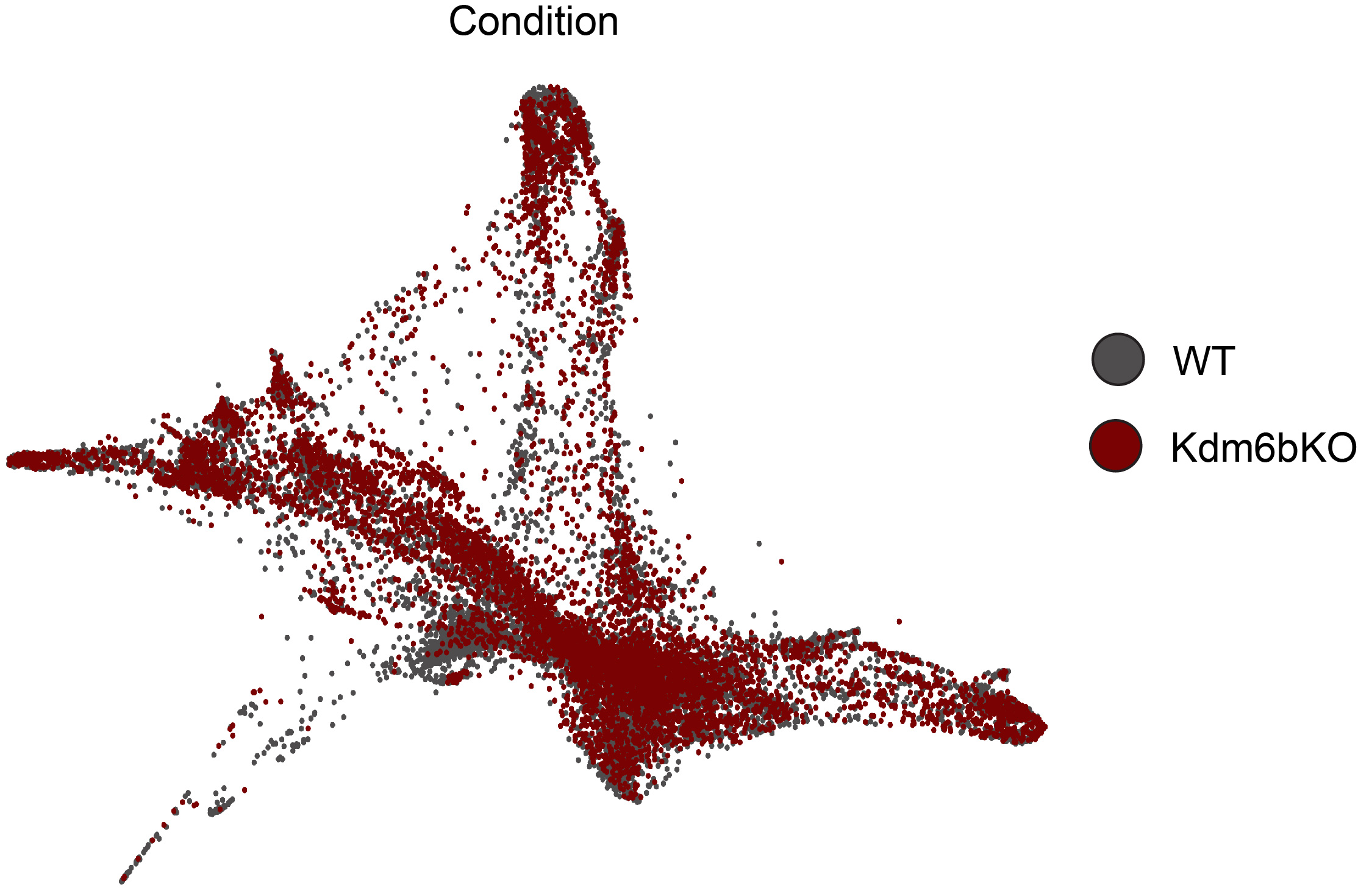 kdm6b condition UMAP