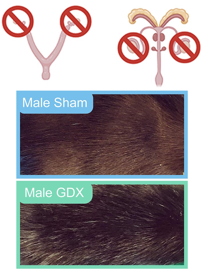 Male sham, male gdx hair