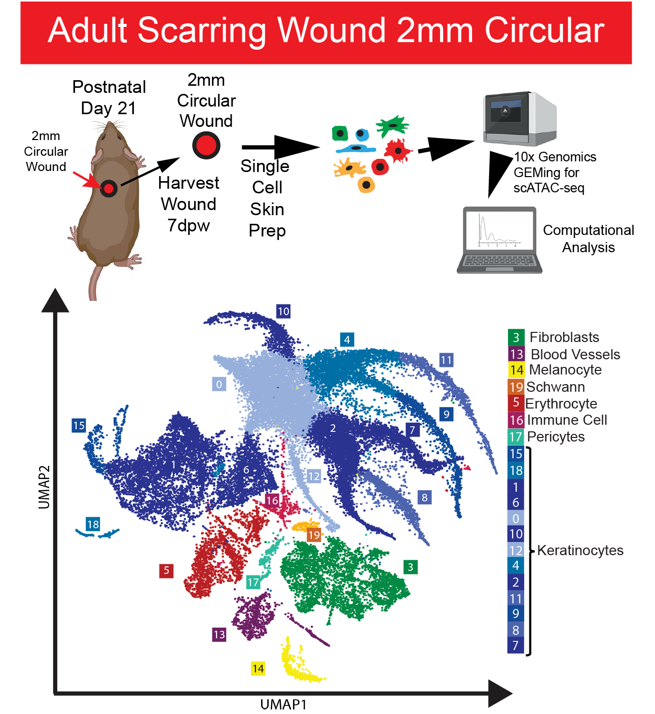 P2W Wound Unsorted Skin RNA celltype UMAP