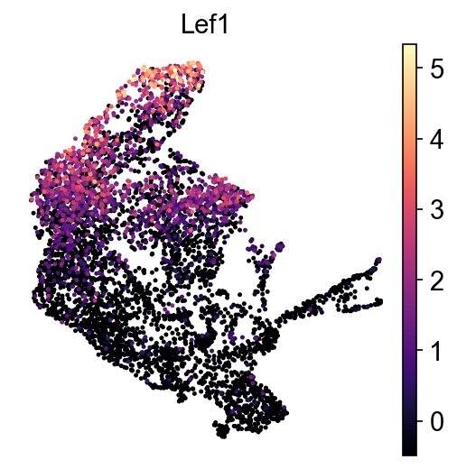 kdm6b-E17 LEF1 RNA UMAP expression plot