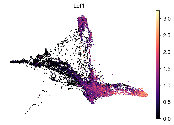 kdm6bKO LEF1 UMAP expression plot