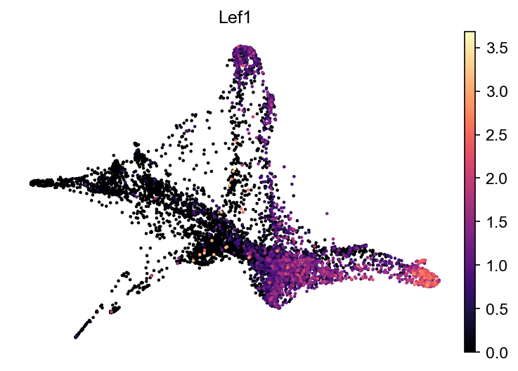 kdm6bWT LEF1 UMAP expression plot