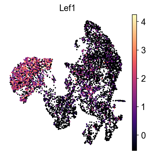 kdm6b-P5 LEF1 UMAP expression plot