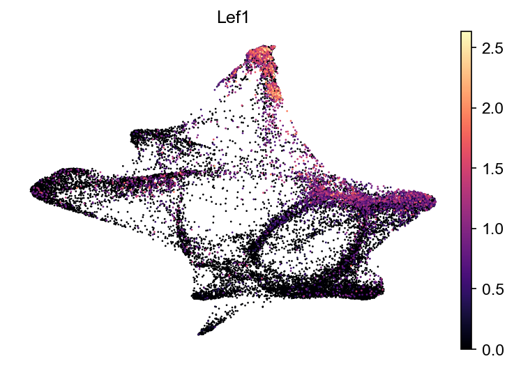 kdm6b-allcell Lef1 RNA UMAP expression plot