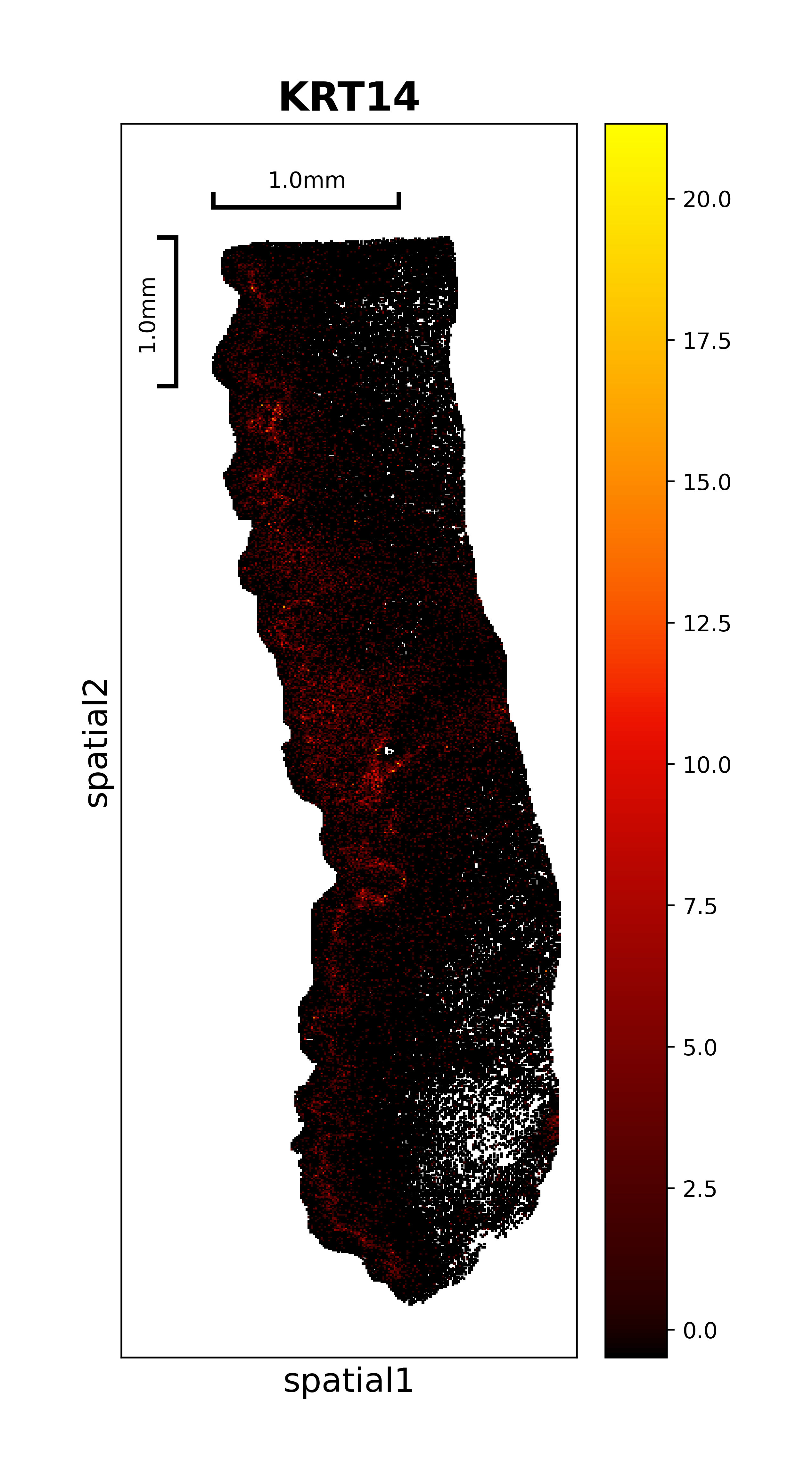 Pig 6mo spatial expression plot