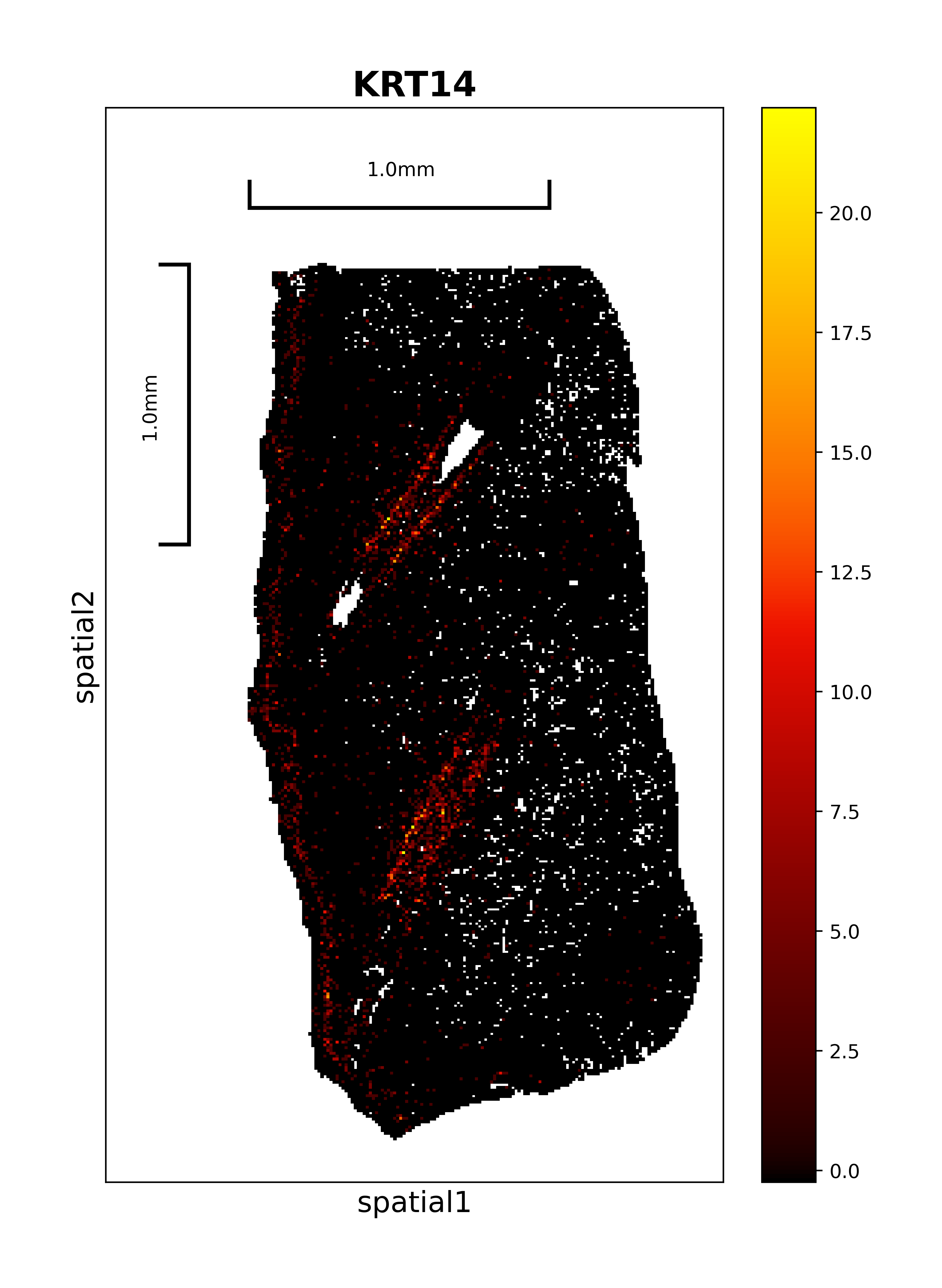 Pig P3 spatial expression plot