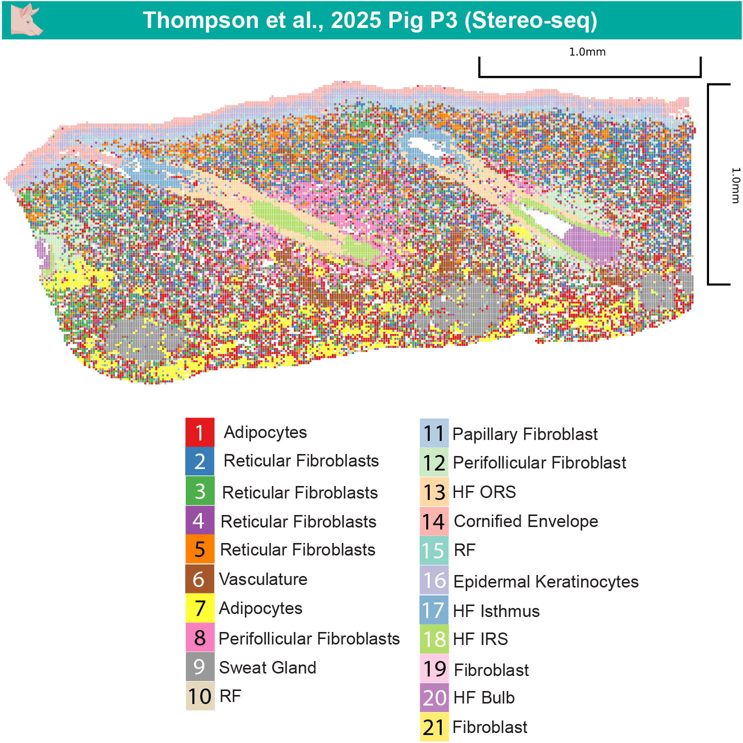Pig P3 spatial clustering