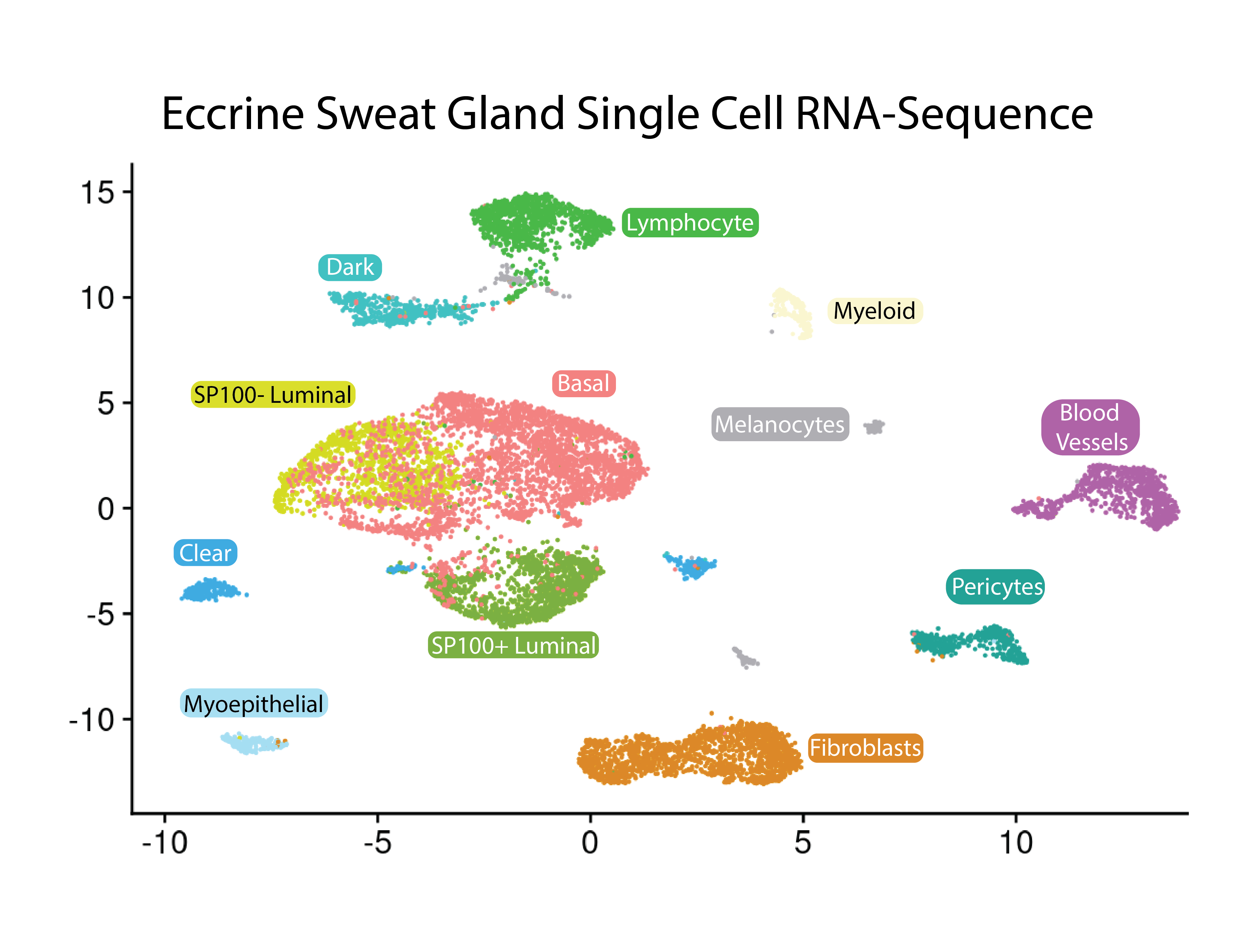 sweat gland